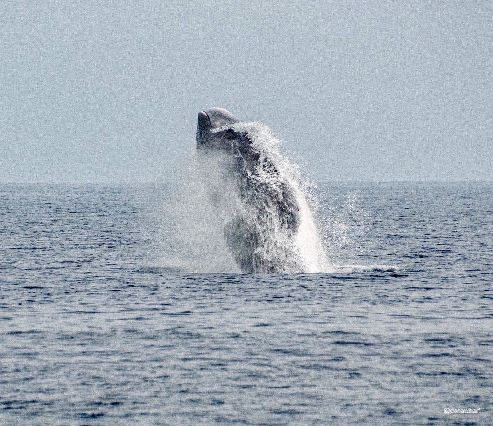 a whale jumping out of the water