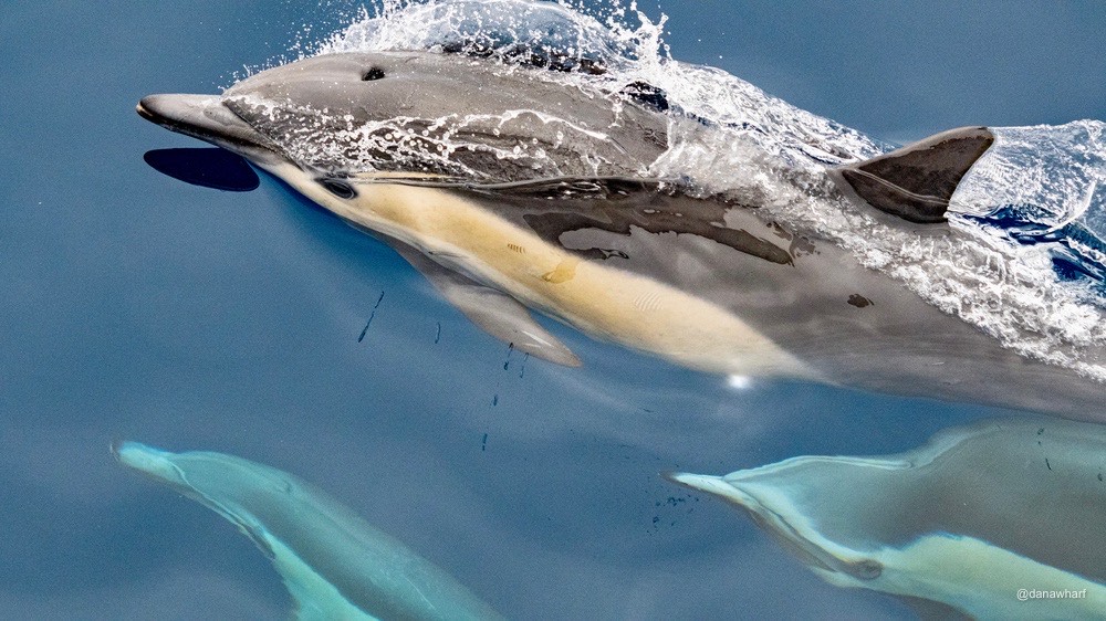 a dolphin jumping out of the water