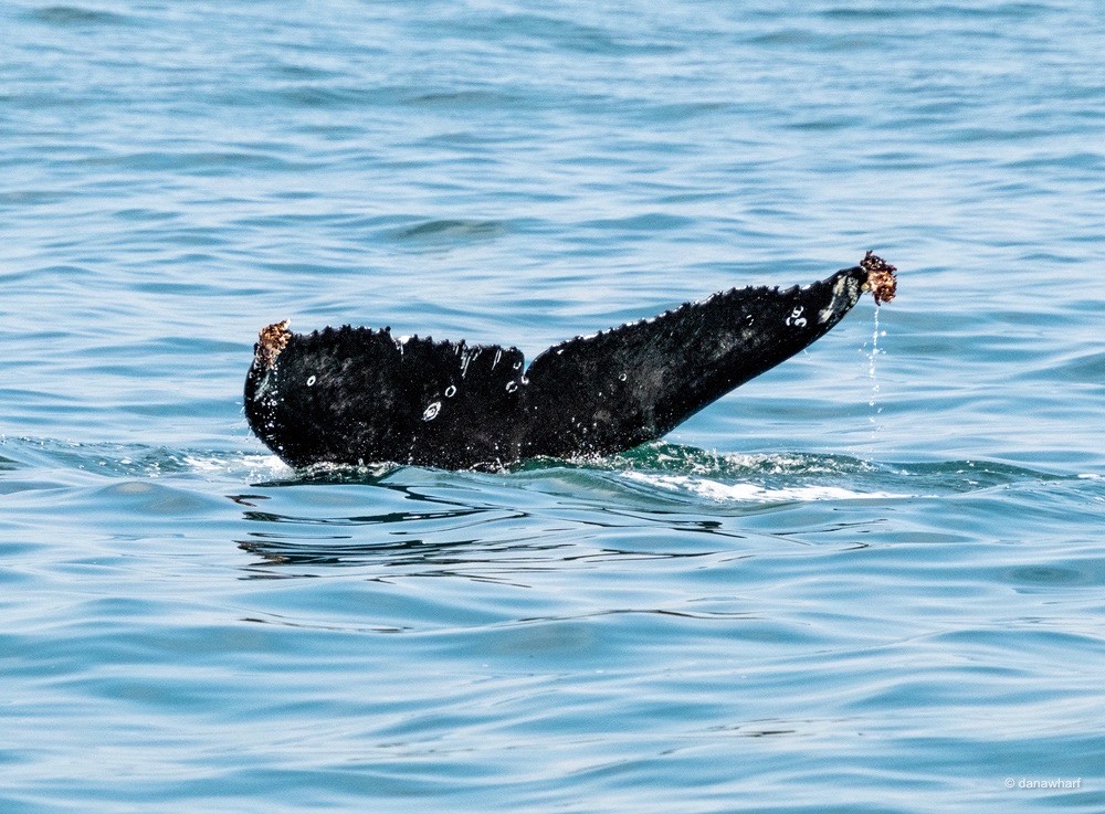 a dog swimming in a body of water