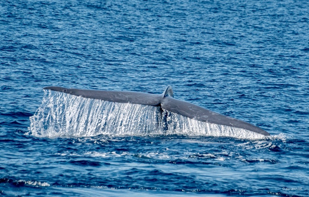 IMG_8860 a whale jumping out of the water