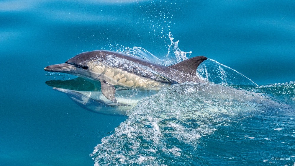 an animal swimming in the water