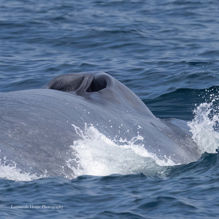 a whale jumping out of the water