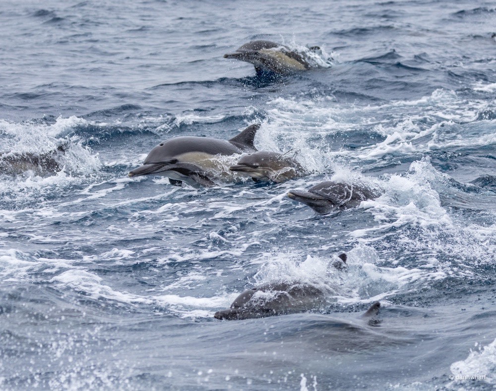 a dolphin jumping out of the water