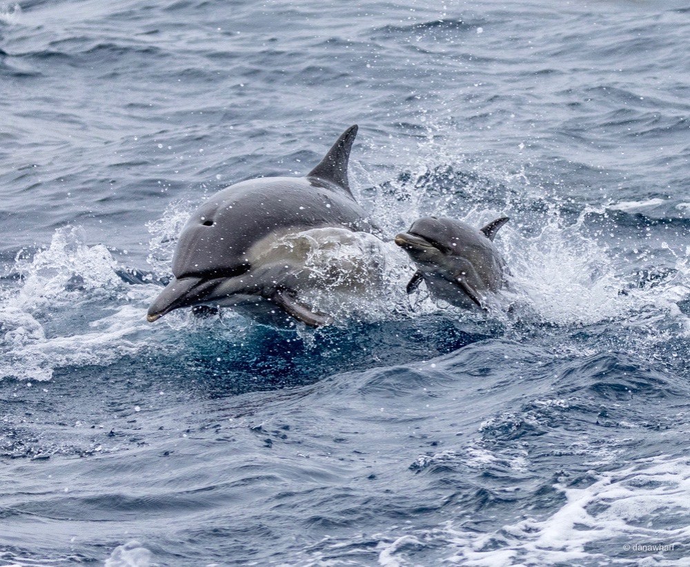 a dolphin jumping out of the water