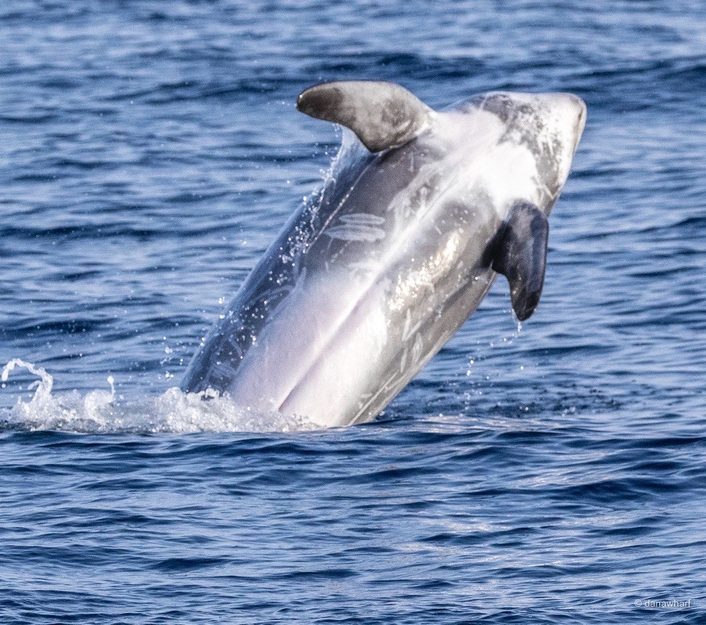 a whale jumping out of the water