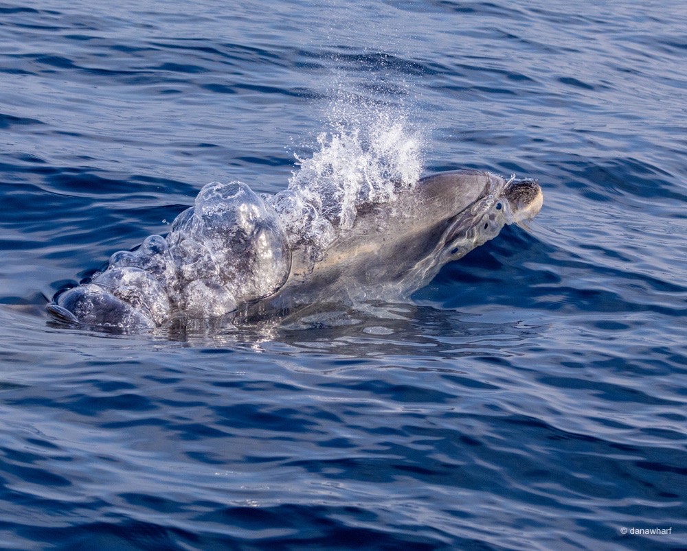 an animal swimming in the water