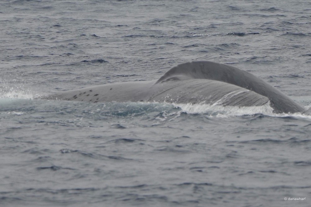 a whale jumping out of the water
