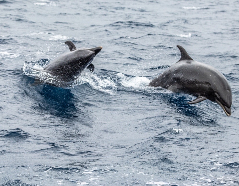 a dolphin jumping out of the water