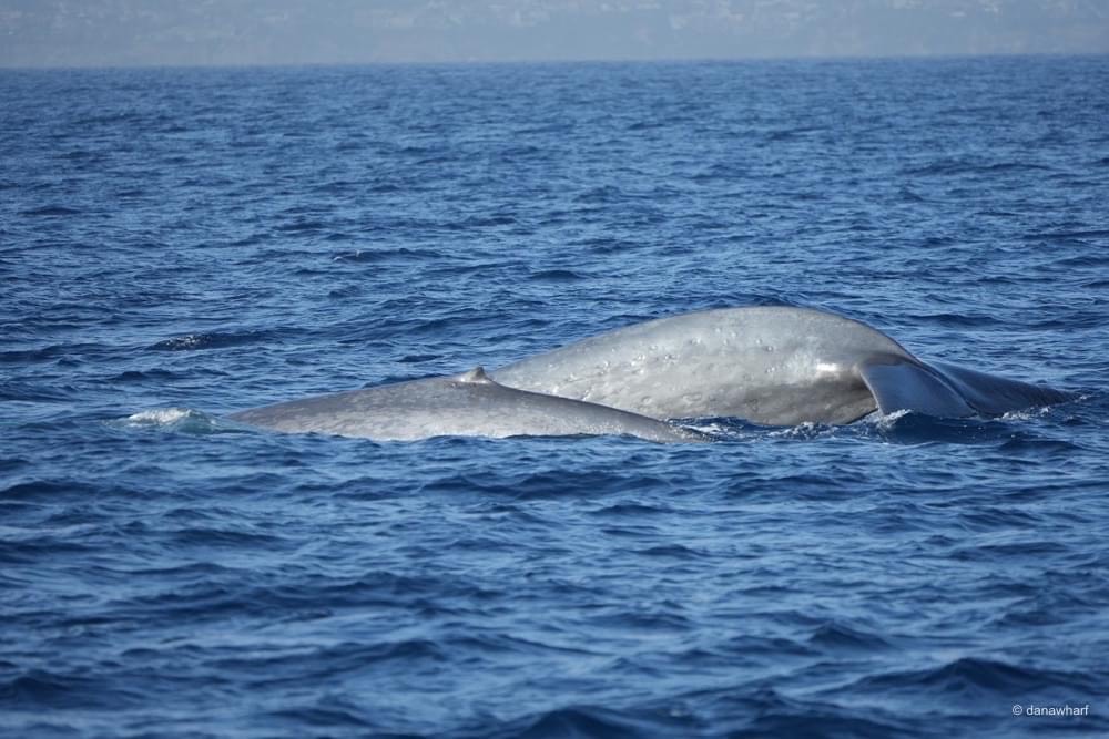 a whale jumping out of the water
