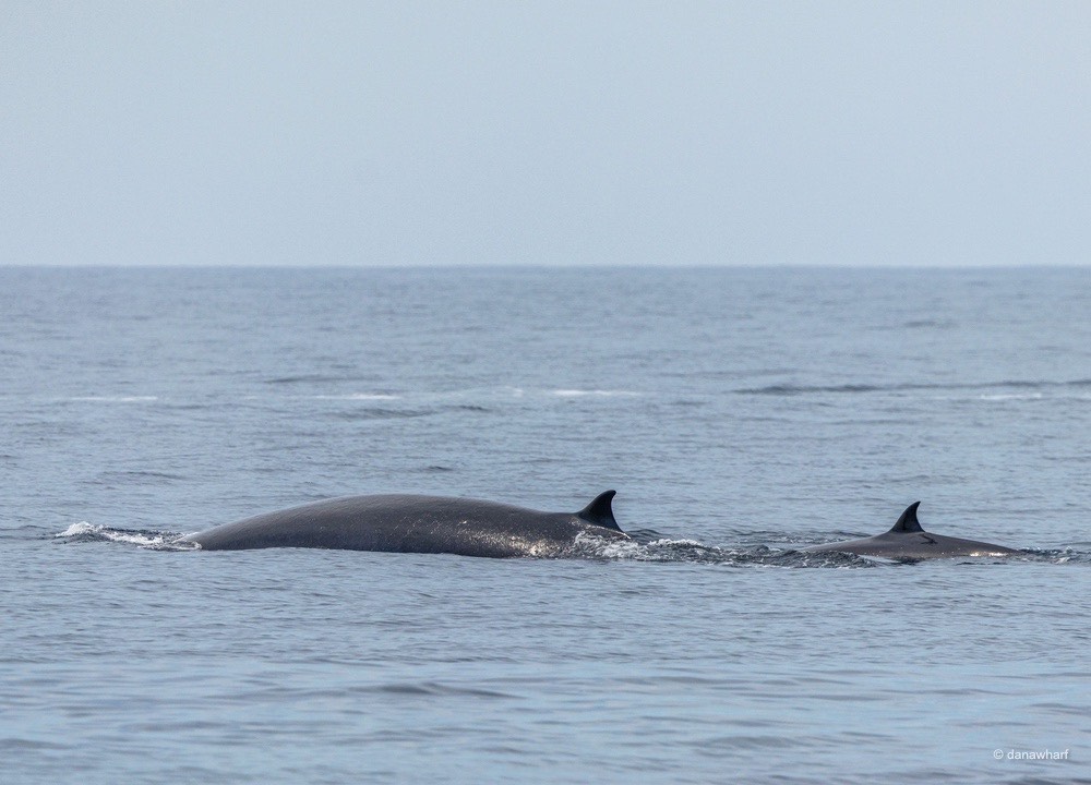 a whale jumping out of the water