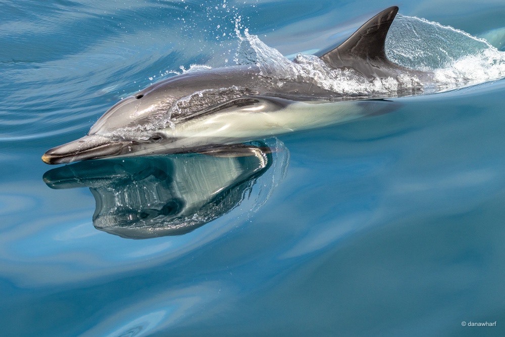 a dolphin jumping out of the water