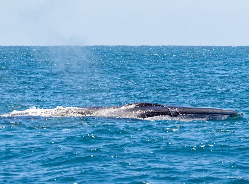 a whale jumping out of the water