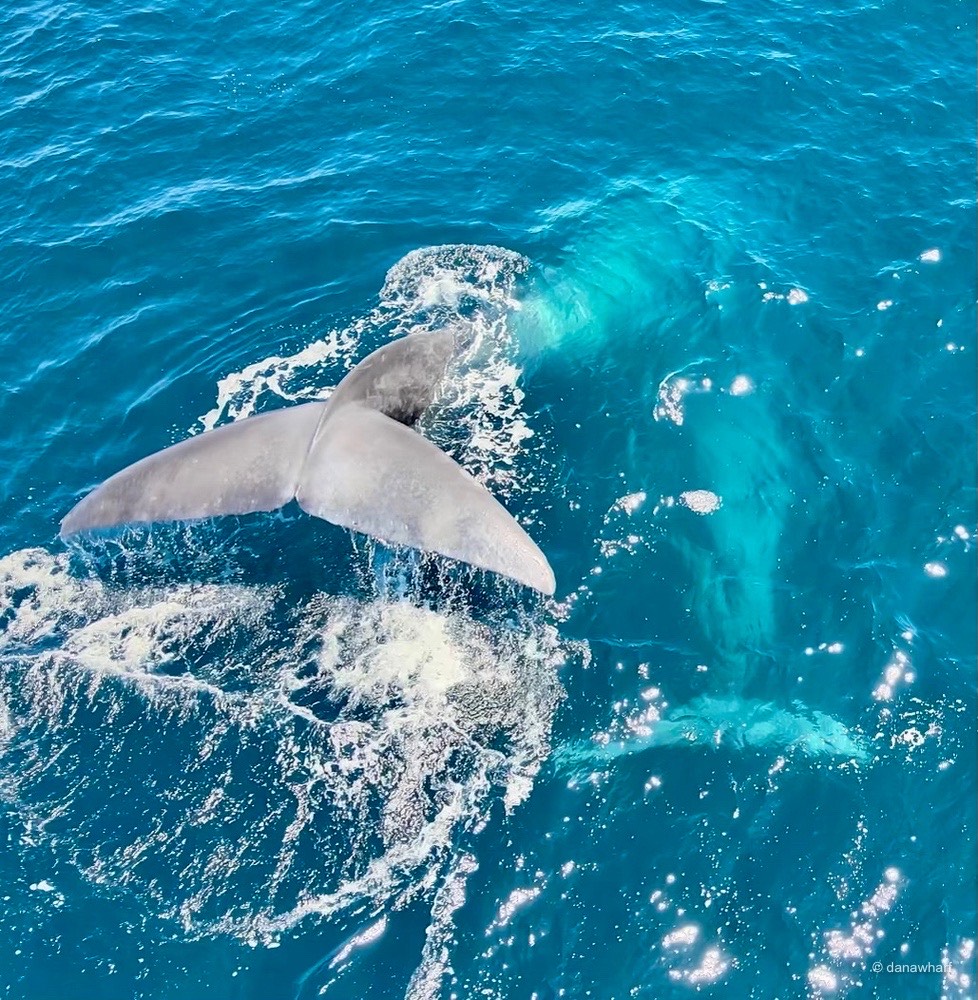 a person riding a wave on top of a body of water