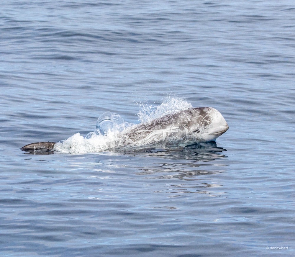 a dog swimming in a body of water