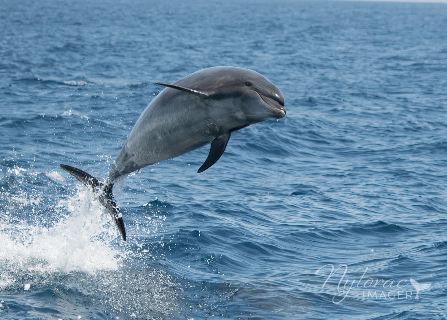 a dolphin jumping out of the water