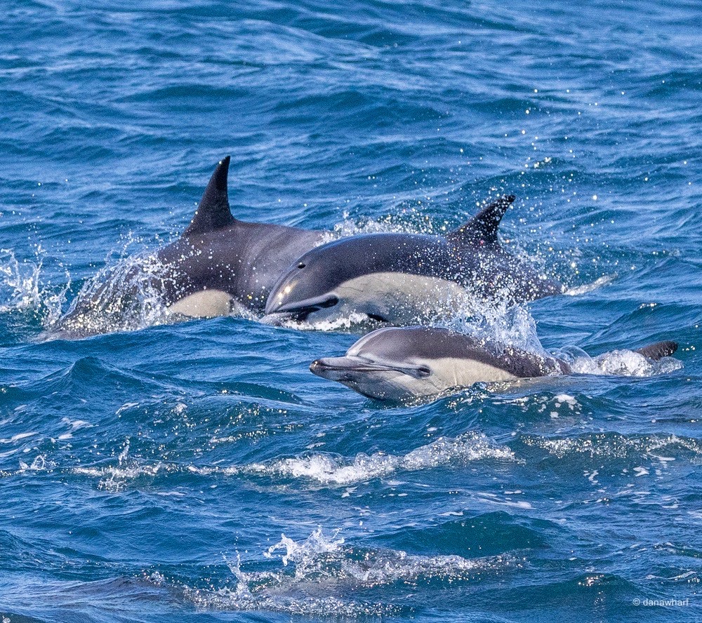 a dolphin swimming in a body of water