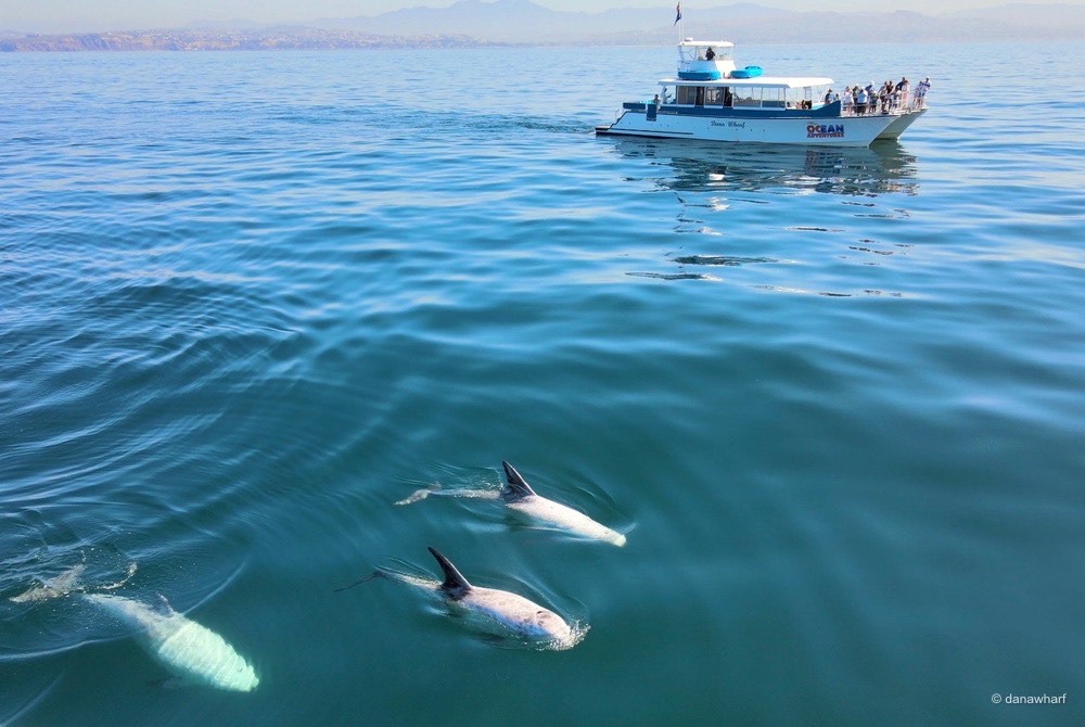 a group of people swimming in a body of water