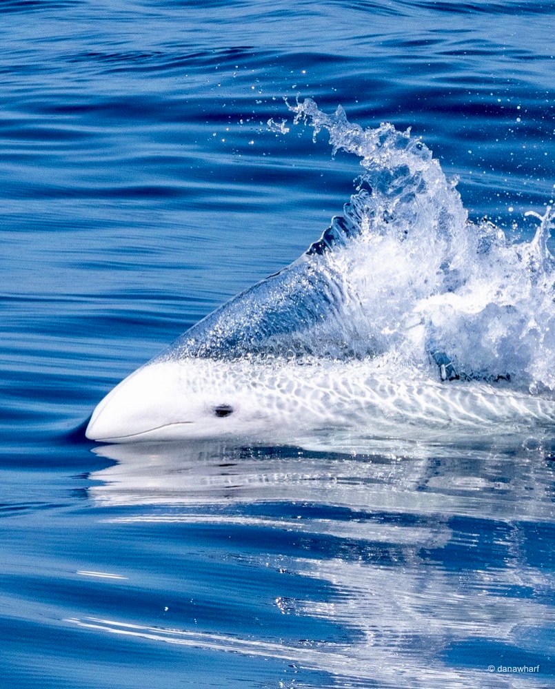 an animal swimming in the water