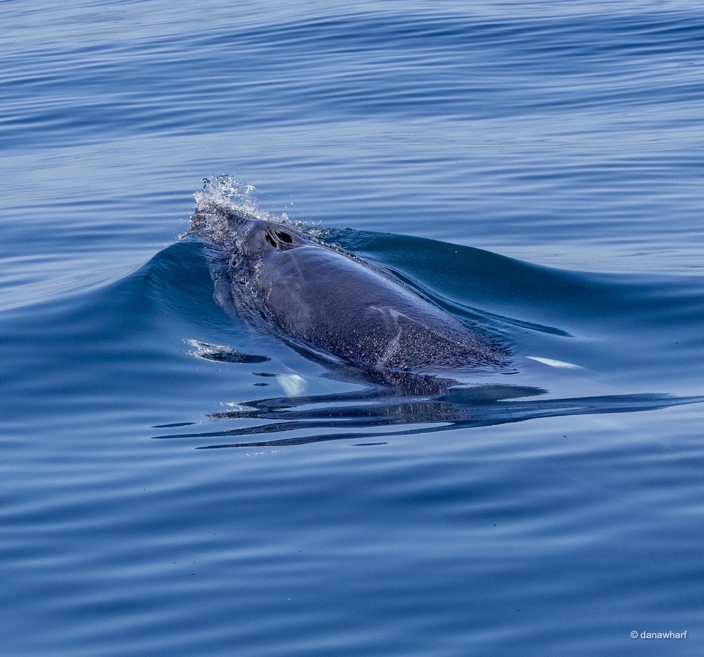 an animal swimming in the water