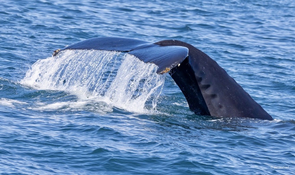 a whale jumping out of the water