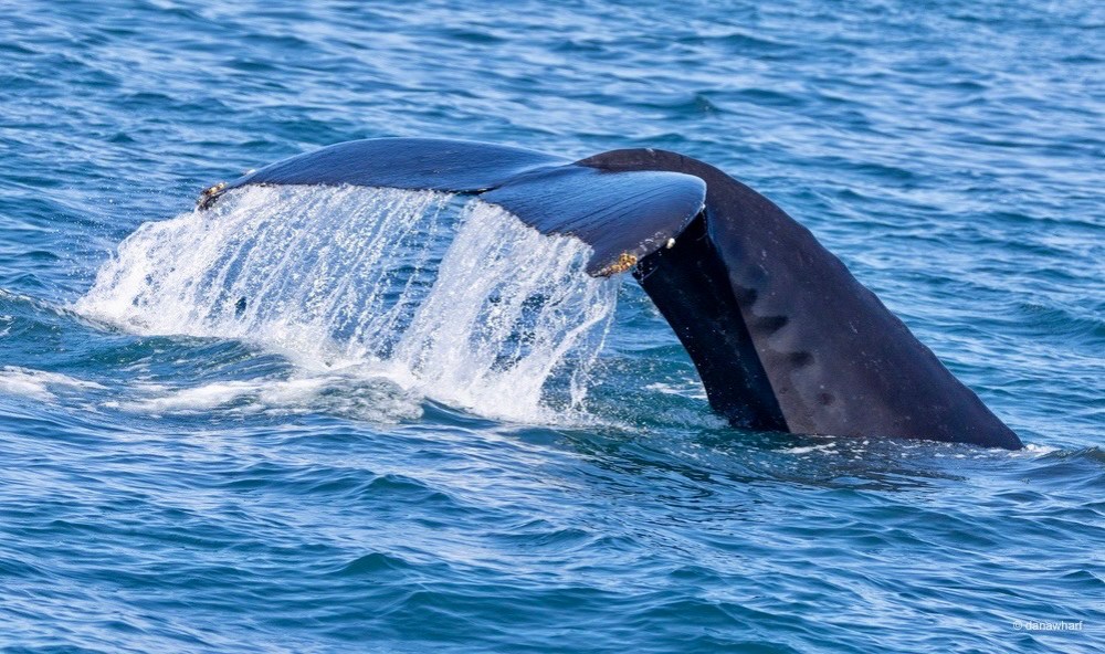 a whale jumping out of the water