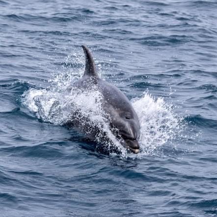 a dolphin swimming in a body of water