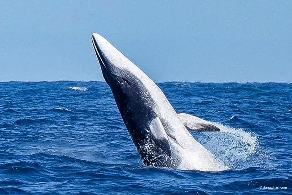 The Fascinating World Of Minke Whales | Dana Wharf