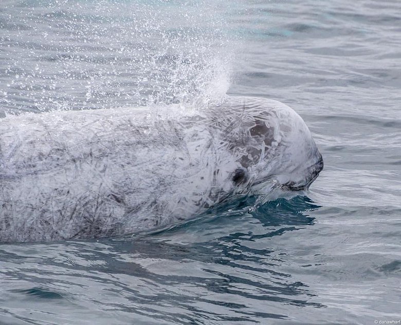 animal on the water