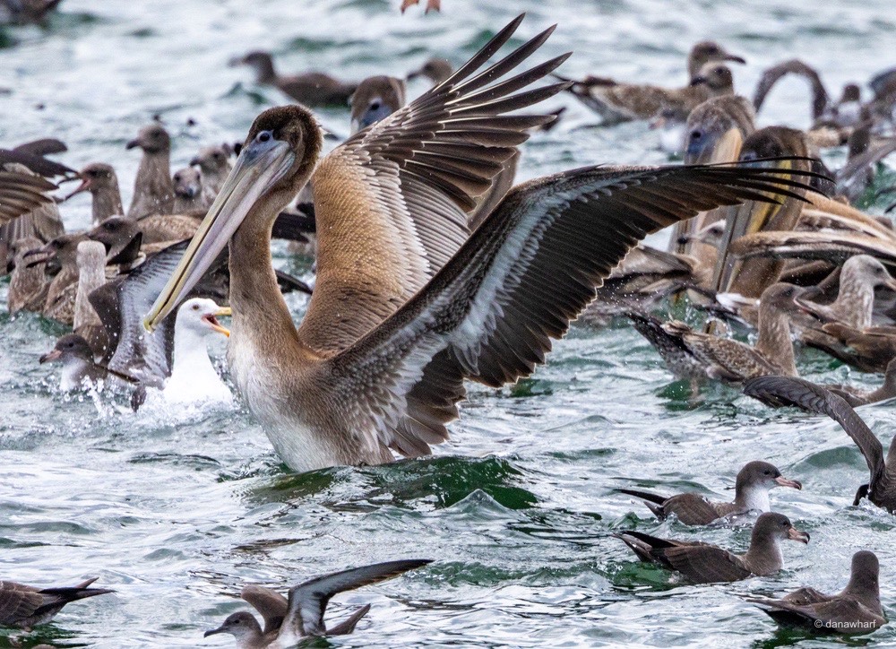 a flock of seagulls standing next to a body of water