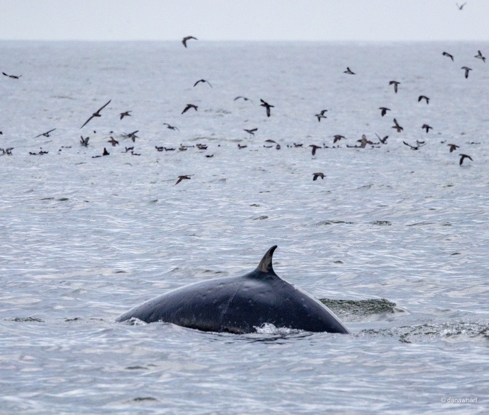 a bird flying over a body of water