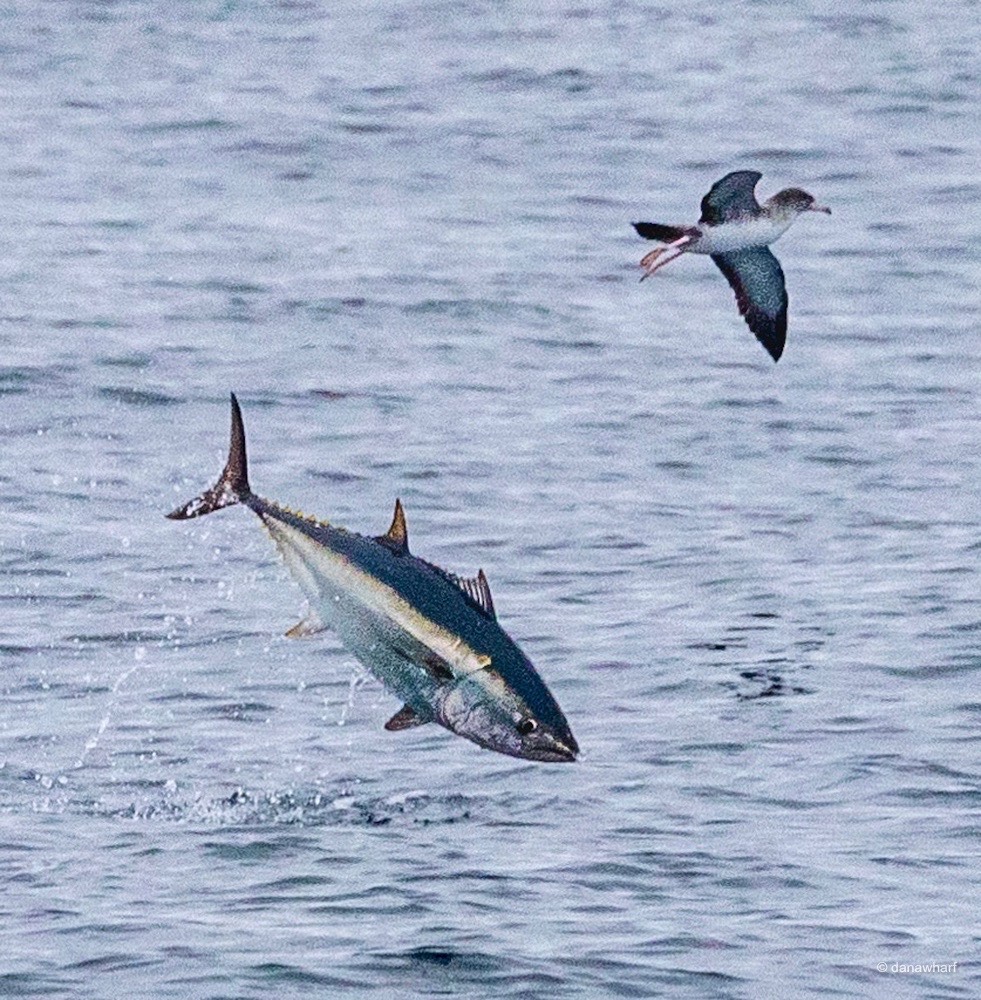 a bird flying over a body of water
