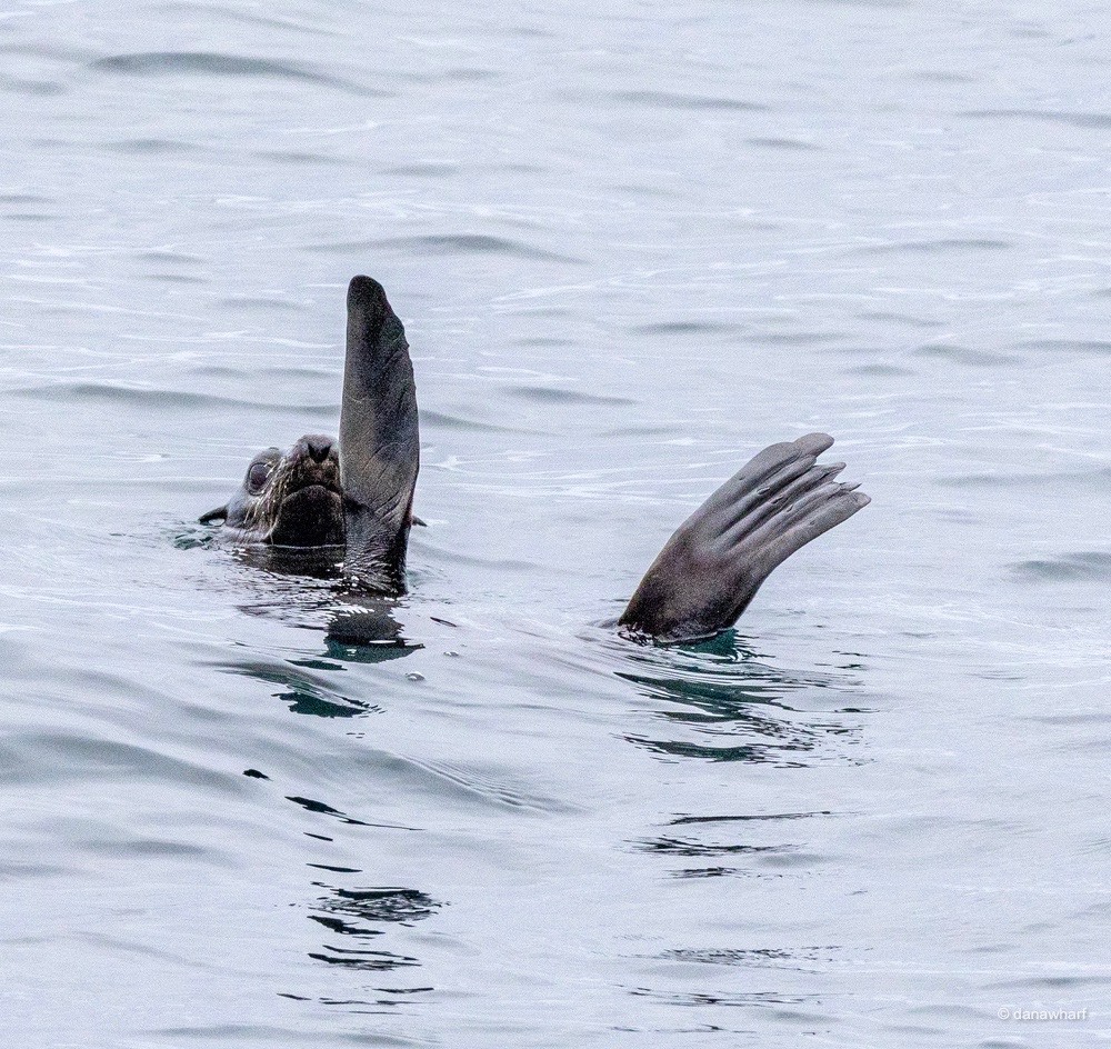 a bird swimming in water