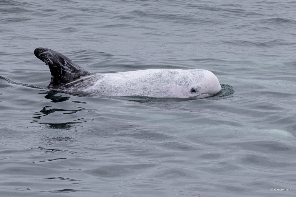 a dog swimming in a body of water