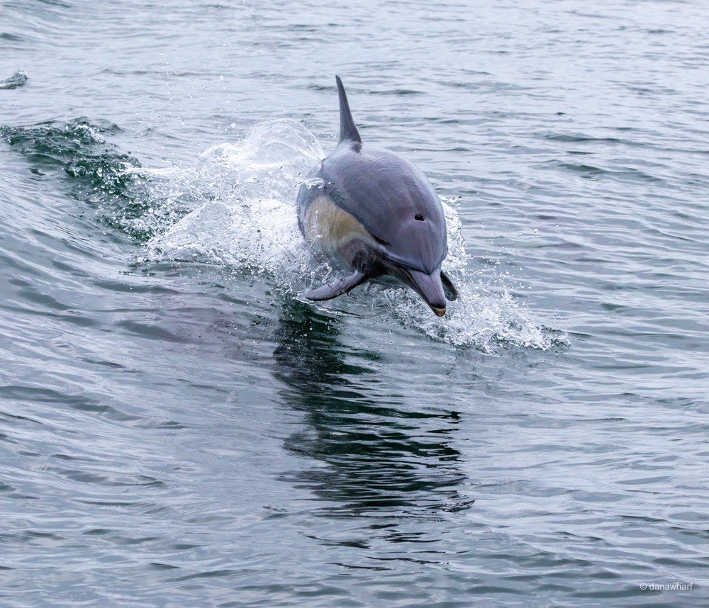 a bird swimming in water next to a body of water