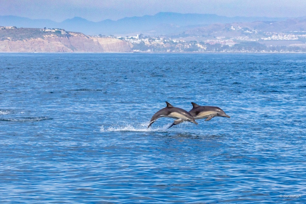 a bird flying over a body of water