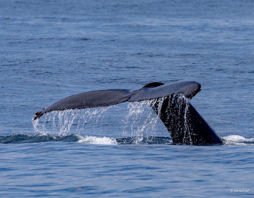 a whale jumping out of the water