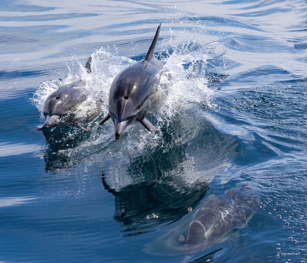 an animal swimming in the water