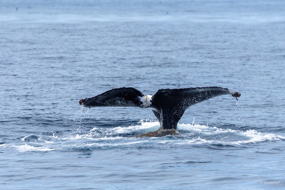 a whale jumping out of the water