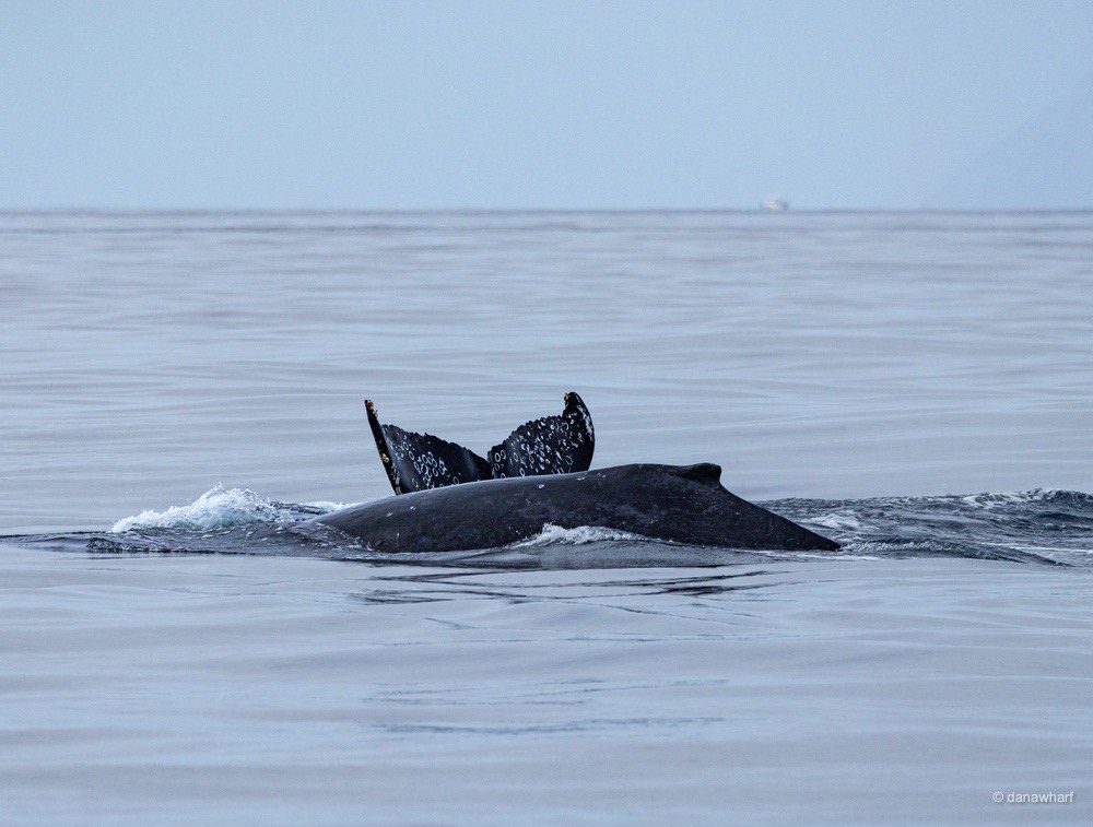 a whale jumping out of the water