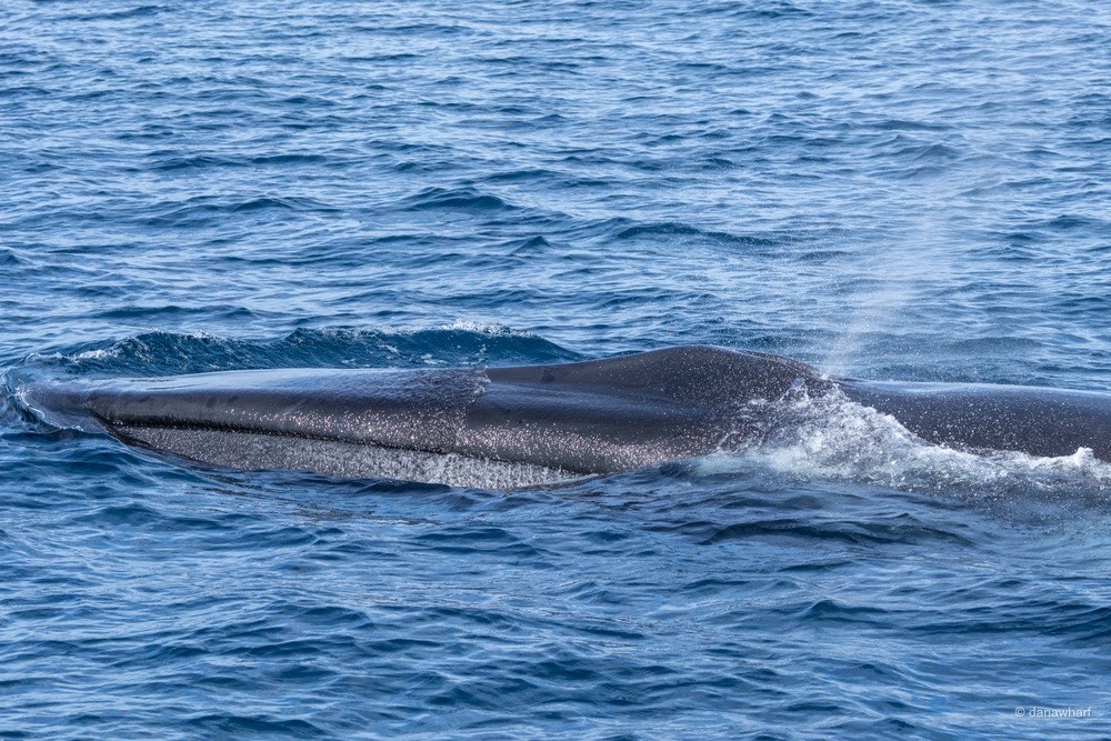 a whale jumping out of the water