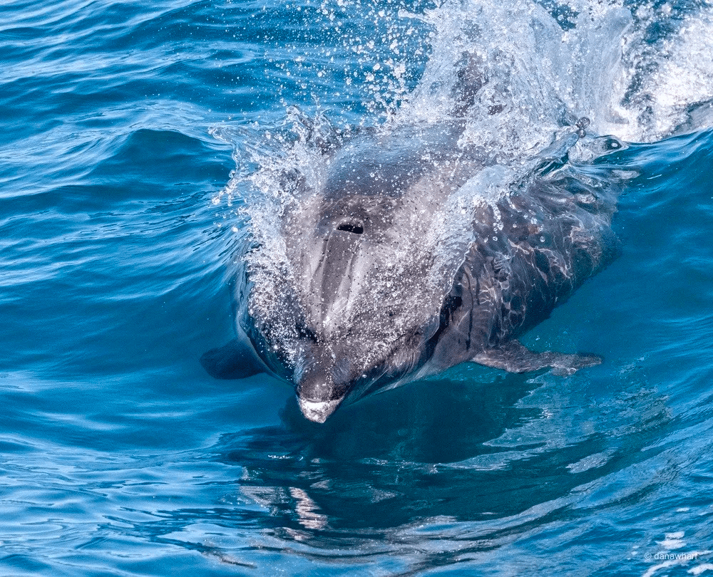 an animal swimming in the water