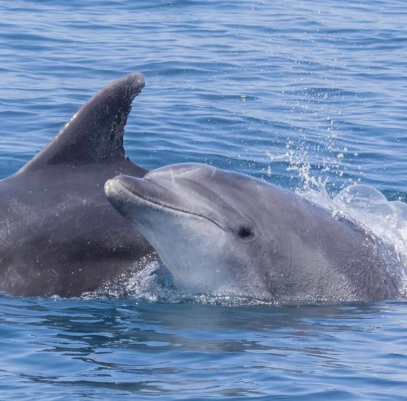 a whale swimming in a body of water