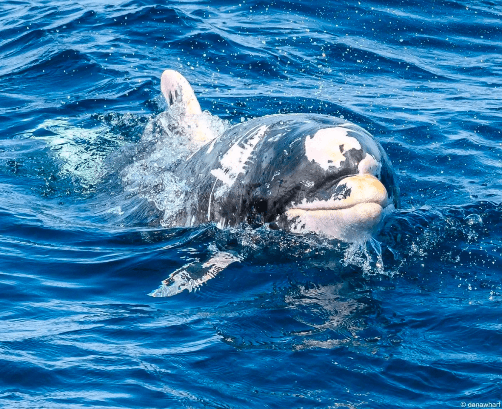 an animal swimming in the water