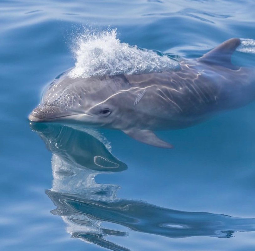 a bird swimming in water