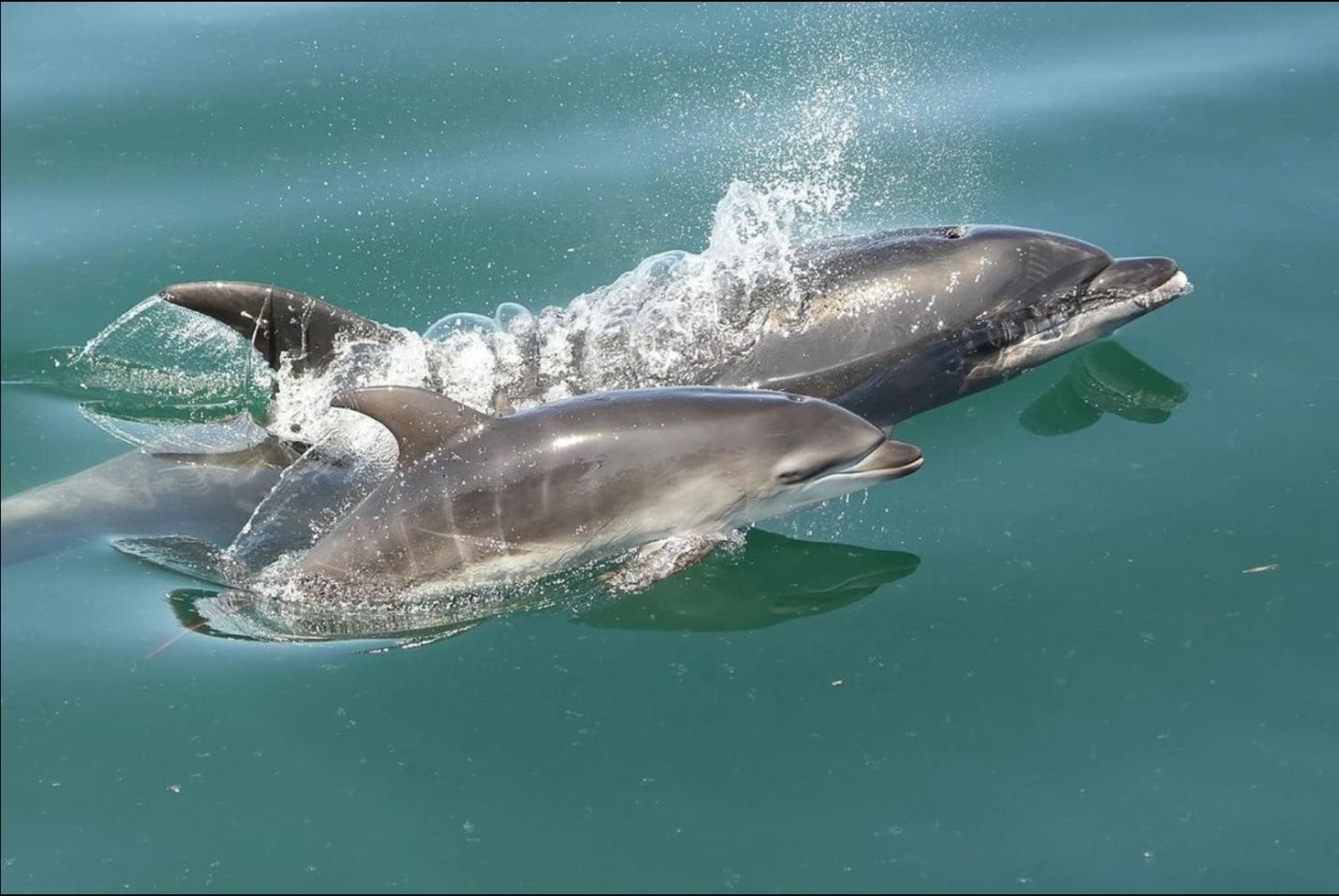 a dolphin jumping out of the water