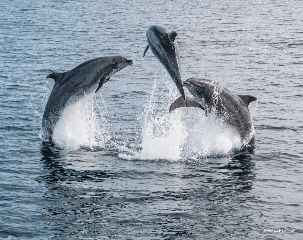a bird flying over a body of water