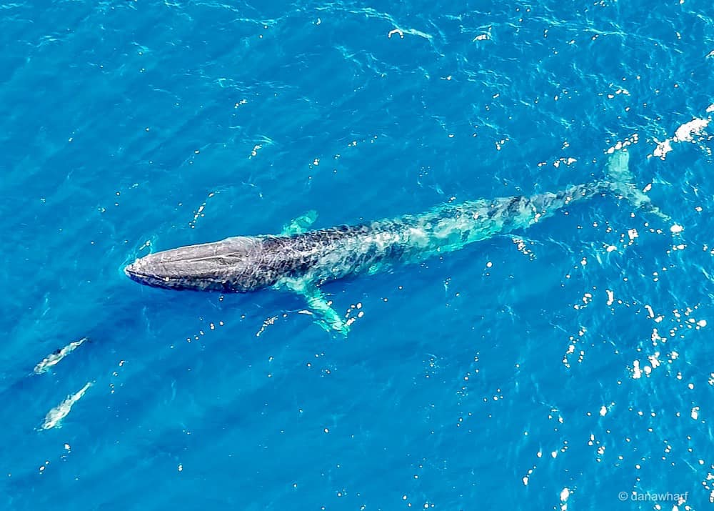 a fish swimming under water