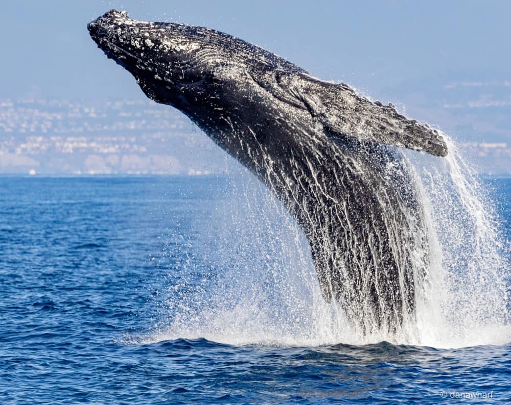 a whale jumping out of the water