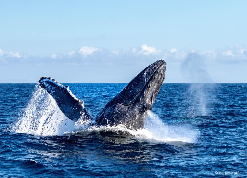 402648748_734000688767497_8755470406230224251_n a whale jumping out of the water