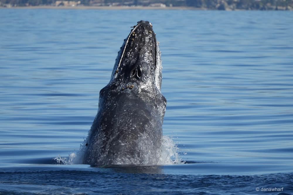 a whale jumping out of the water